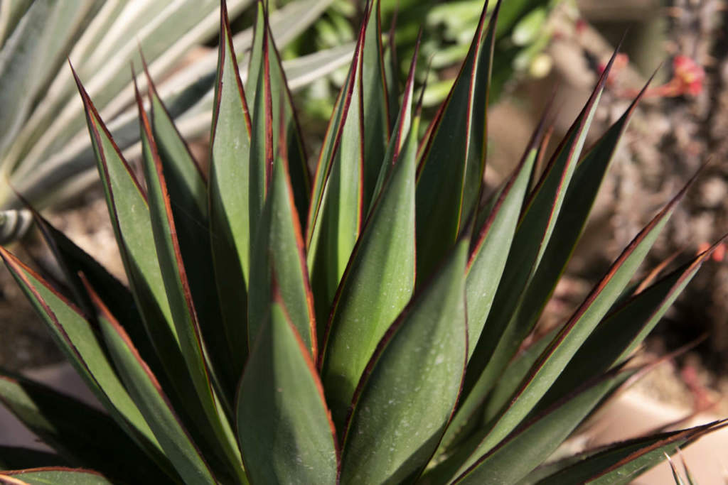 myplant