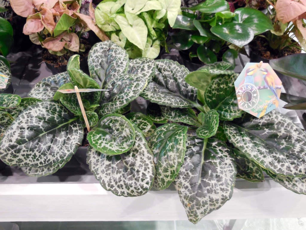 streptocarpus