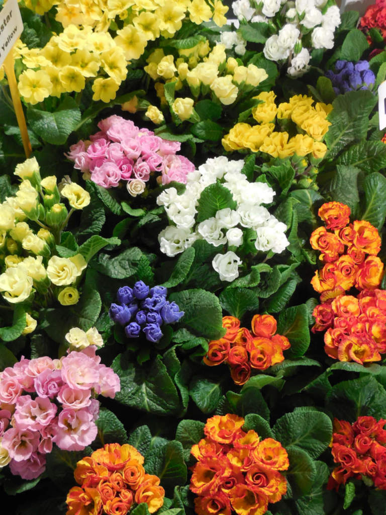 Myplant primula