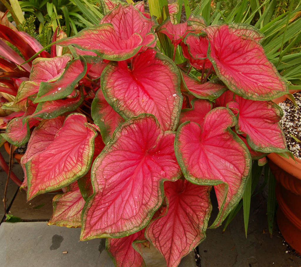 caladium