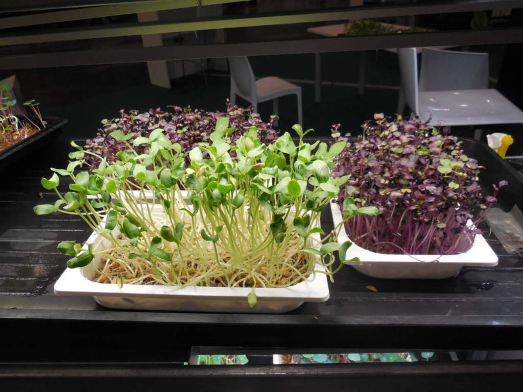 microgreen