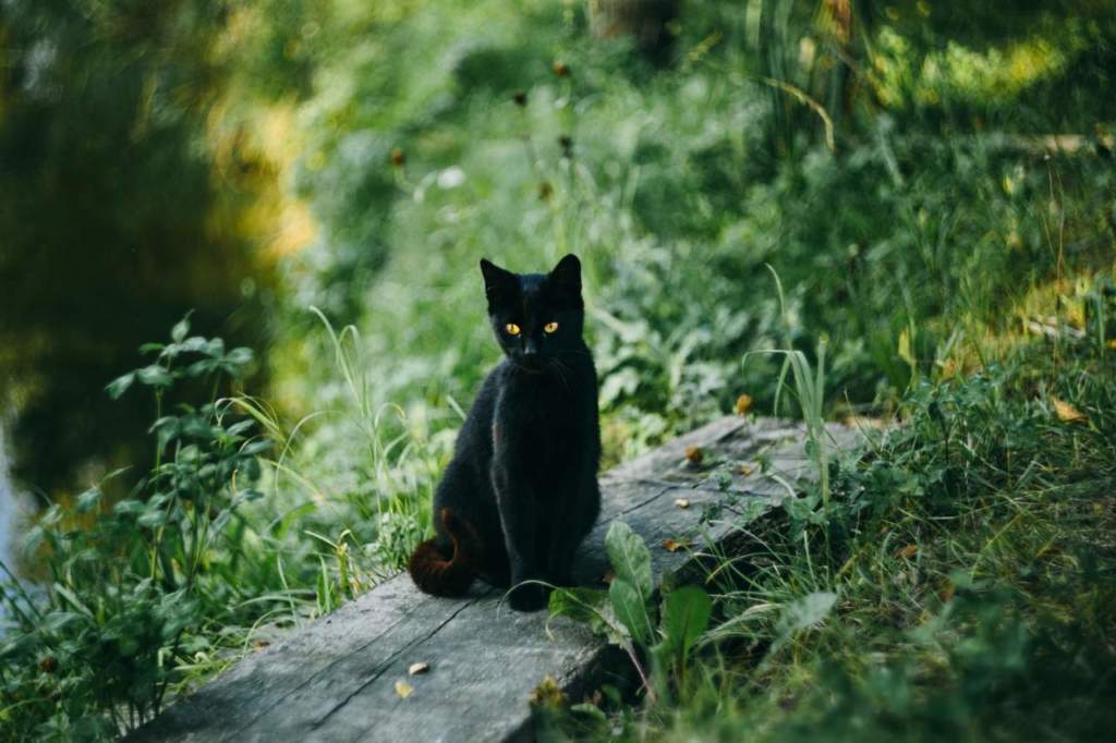 gatto