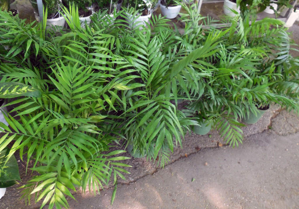 palme