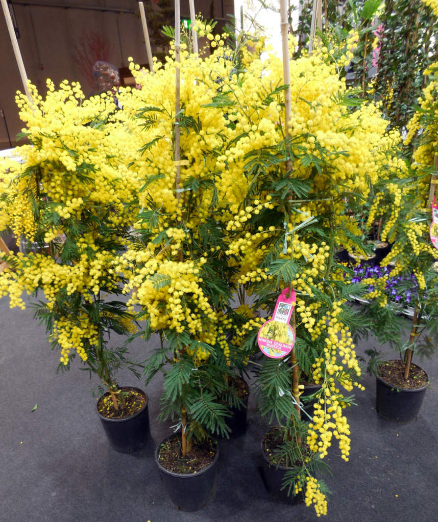 mimosa