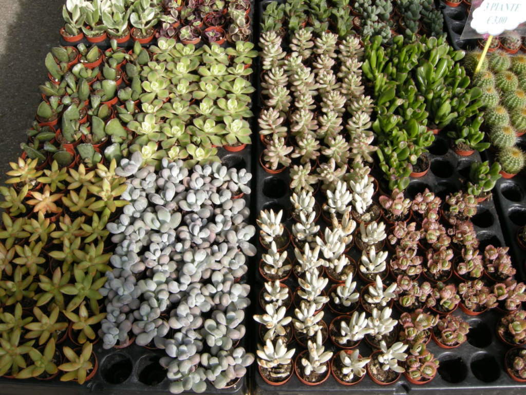 piante grasse a bassa manutenzione