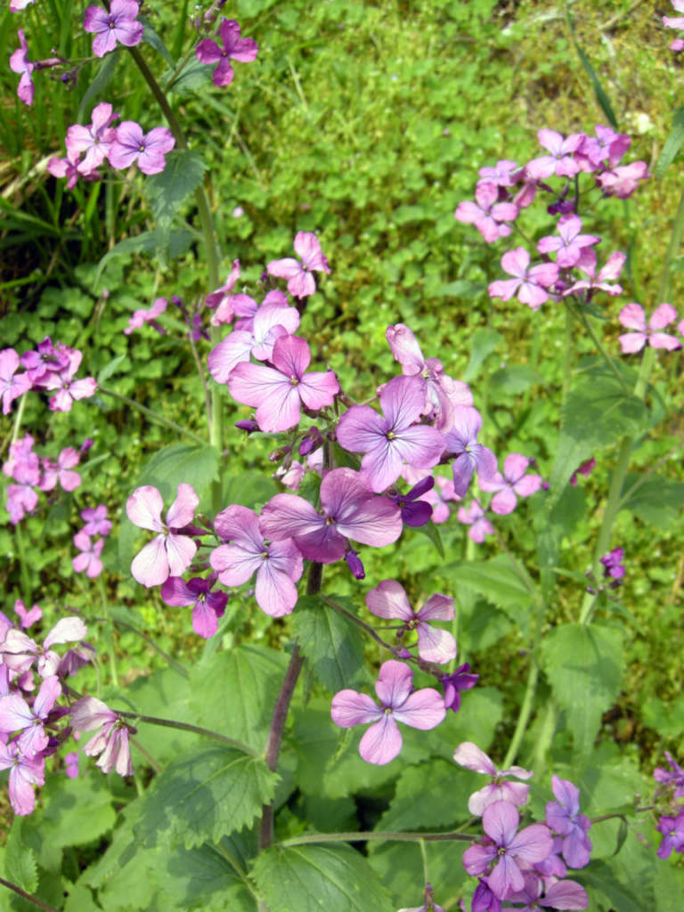 lunaria