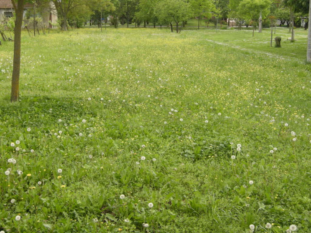 tagliare erba