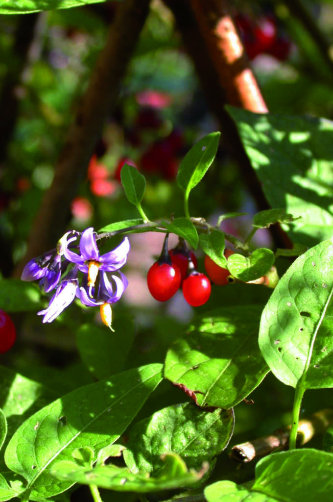 solanum dulcamara