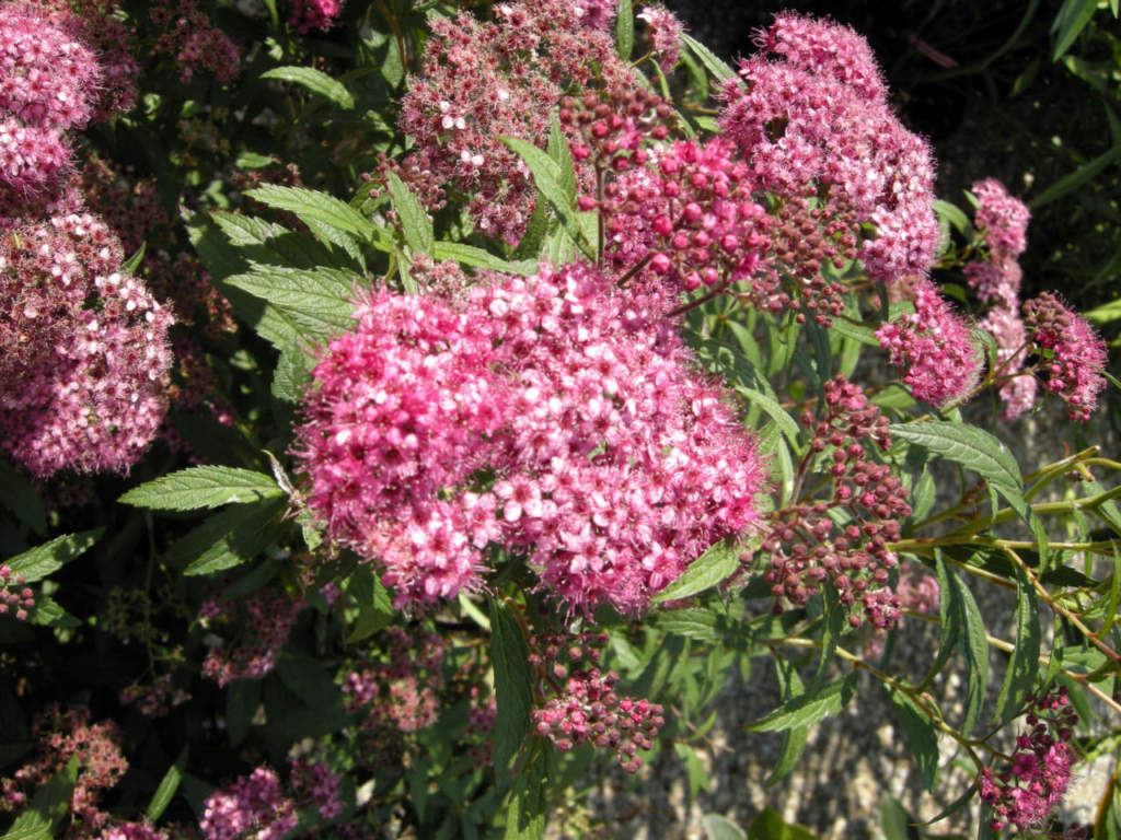 spirea