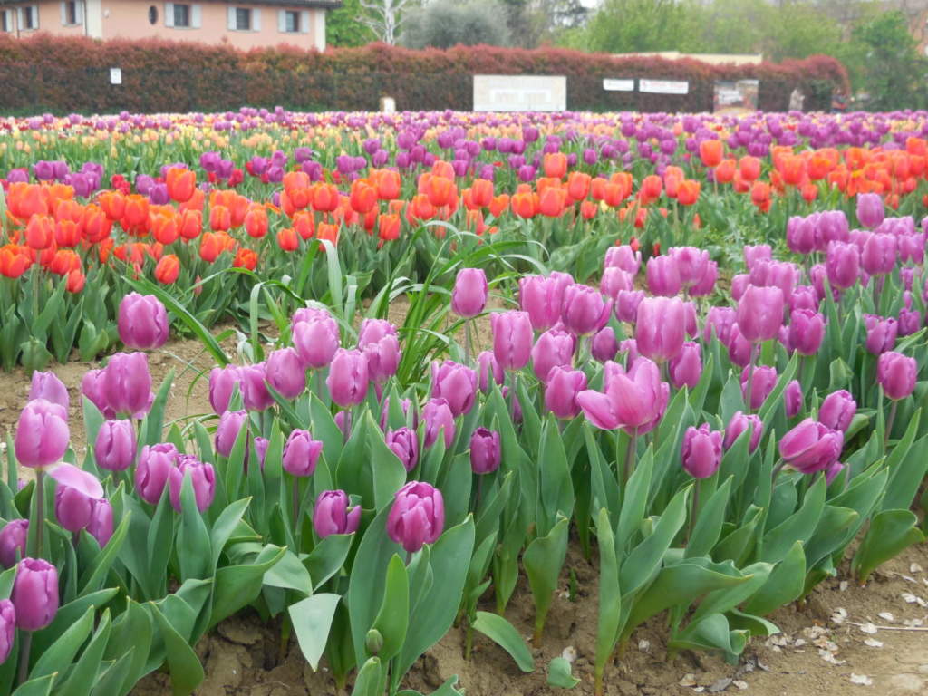 tulipani