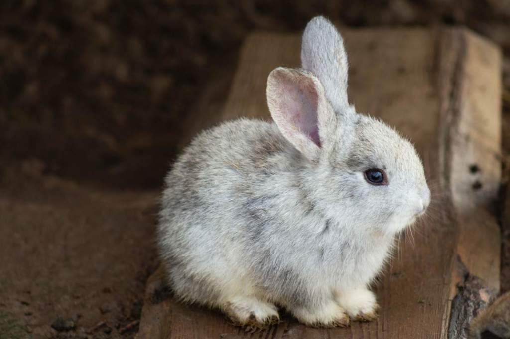 coniglio cavia