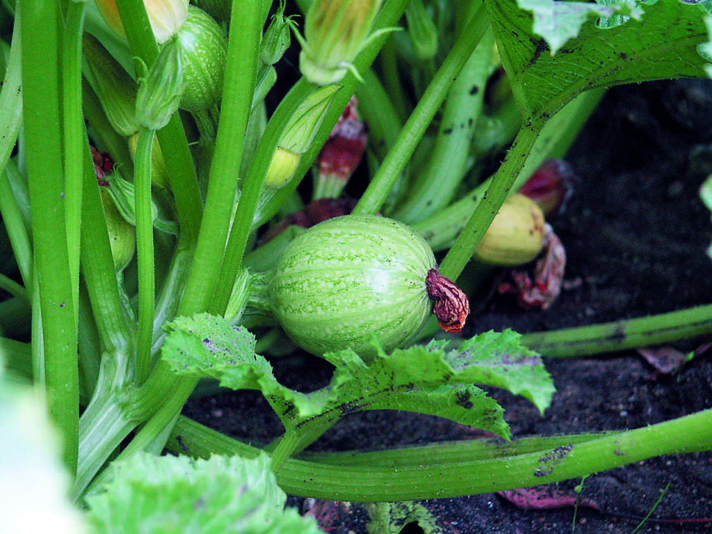 zucchino