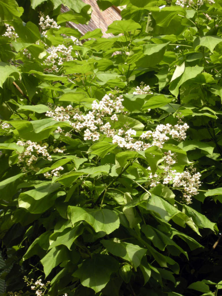 catalpa