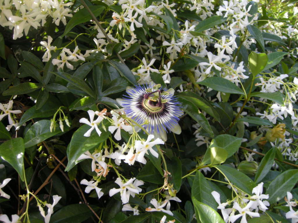 falso gelsomino passiflora