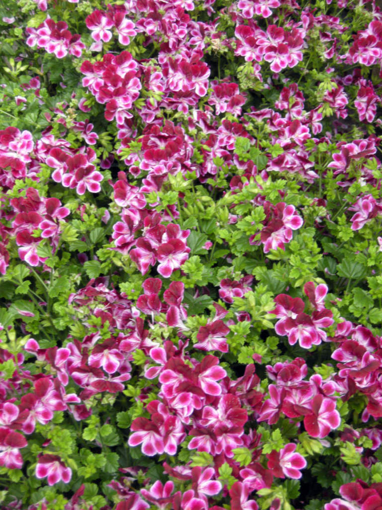 gerani pelargonium angel