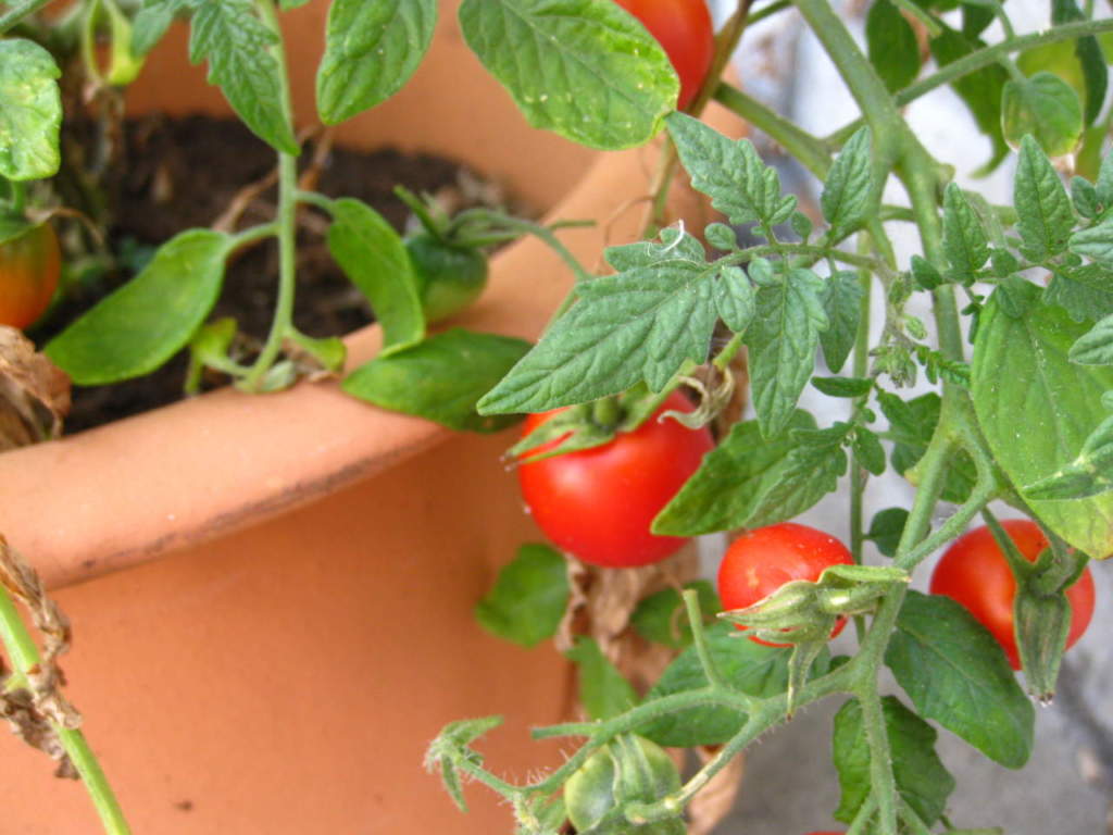 pomodoro vaso