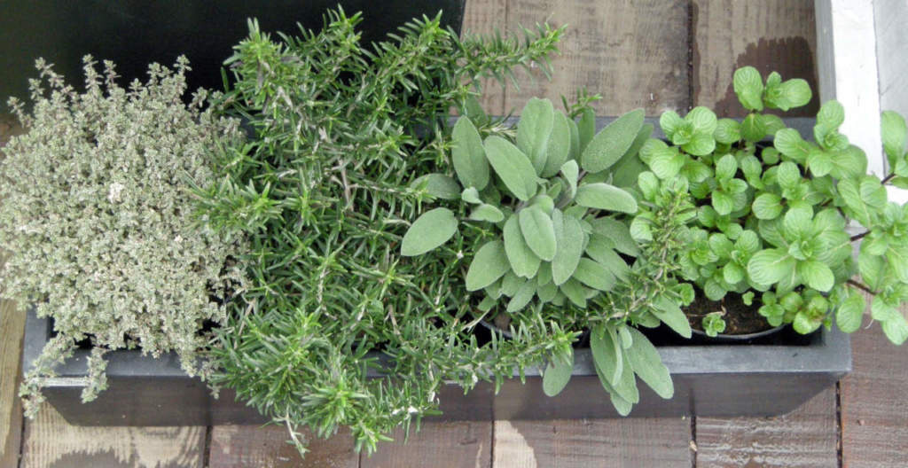 aromatiche