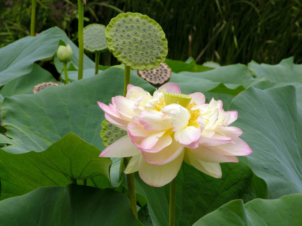 nelumbo nucifera loto