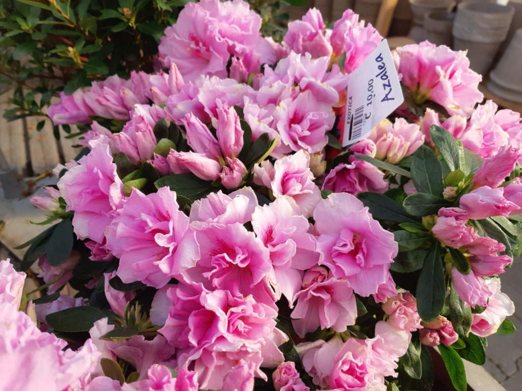 azalea