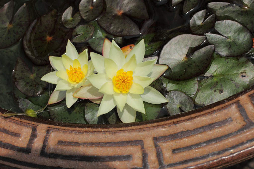nymphaea_pygmea_helvola