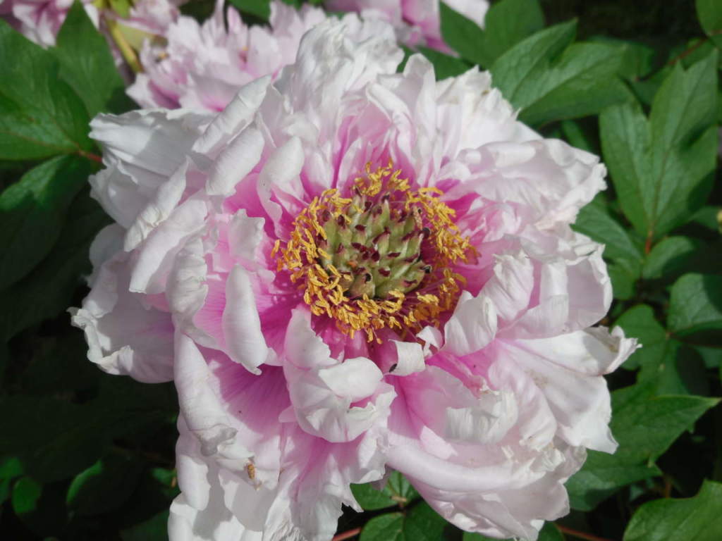 Peonia arborea ‘Duchesse de Mornay’ festa della mamma