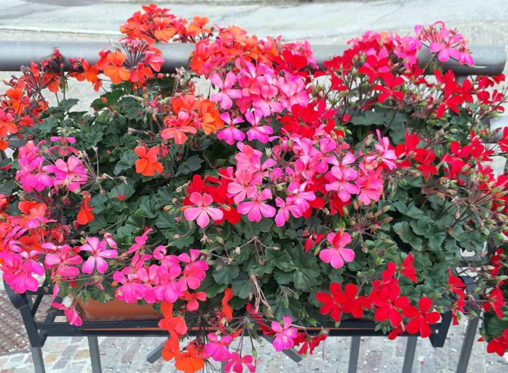 faq giugno pelargonium