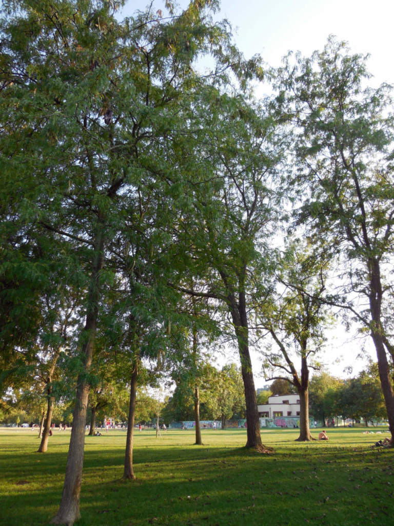 gleditsia triacanthos cambiamento climatico