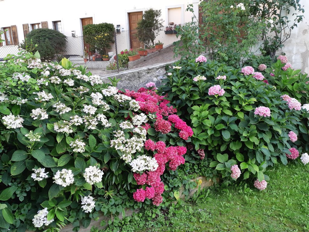 hydrangea ortensia