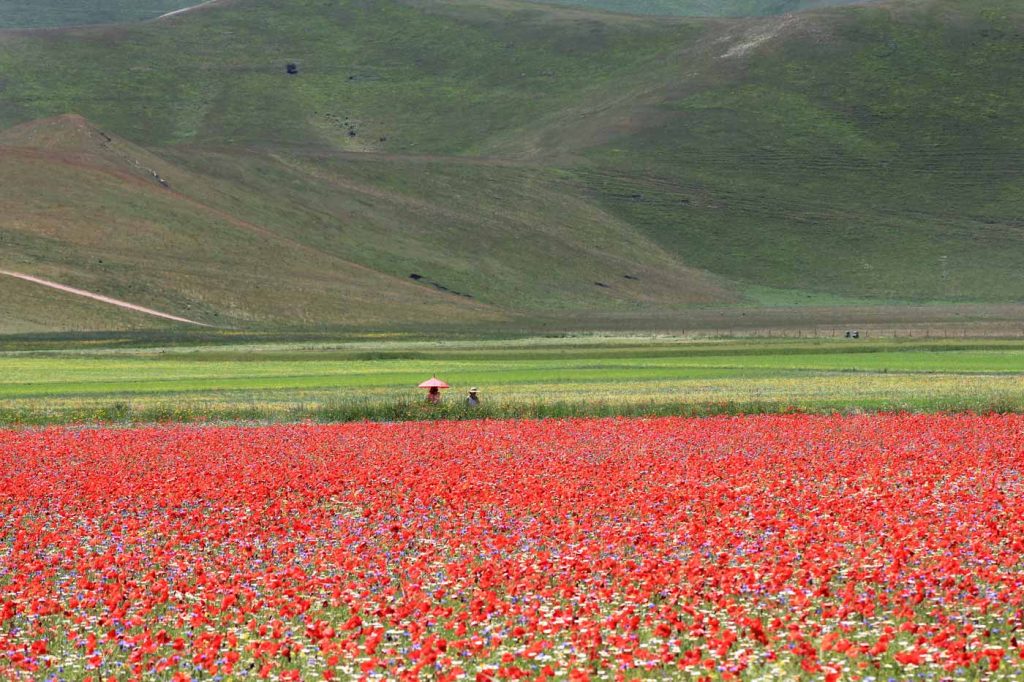 castelluccio_fioritura