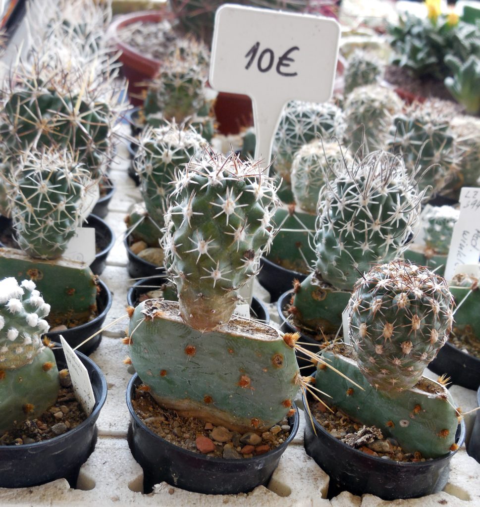 piante grasse innestate