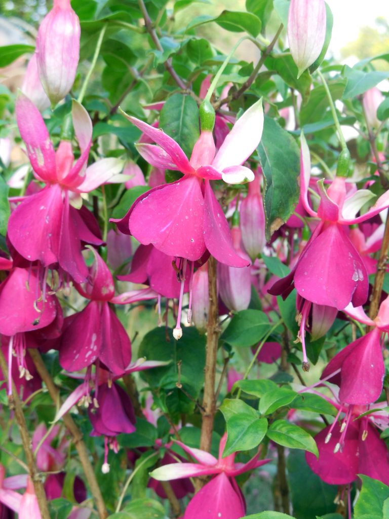 fuchsia faq giardinaggio