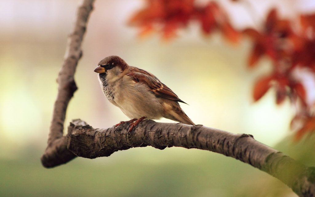 birdwatching