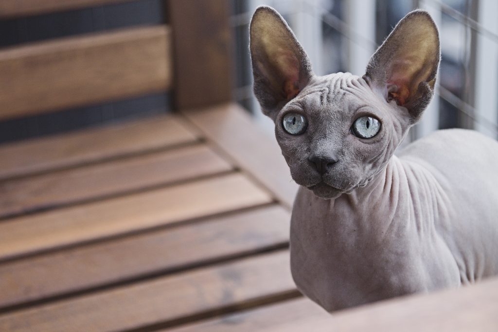 scottature gatto