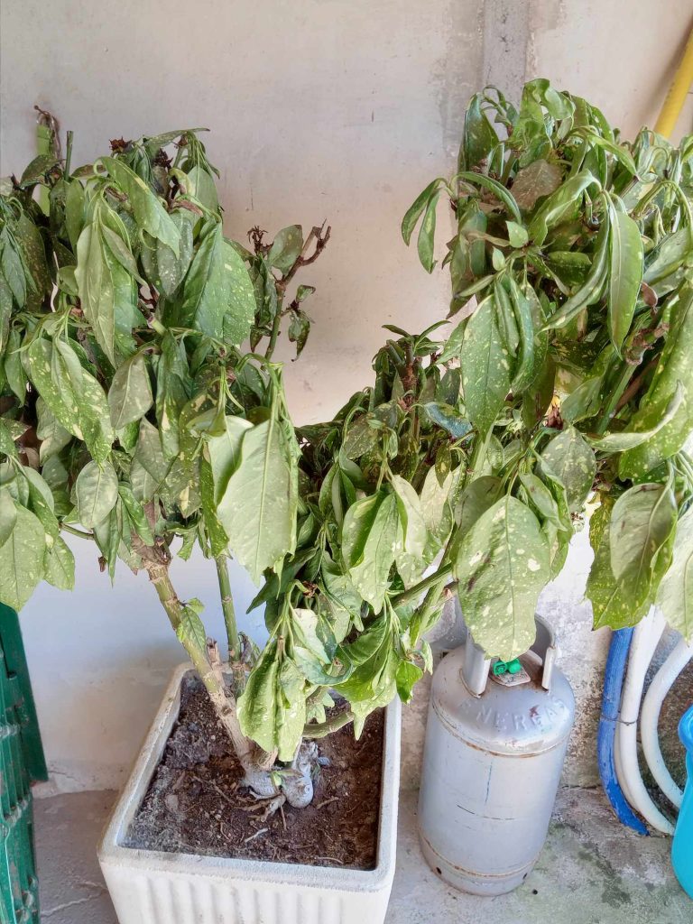 aucuba pianta collassata