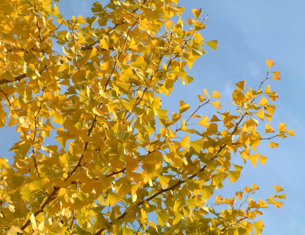 ginkgo biloba