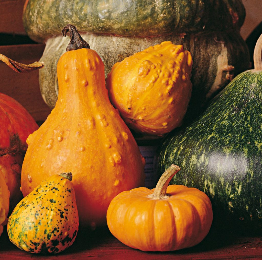 zucca