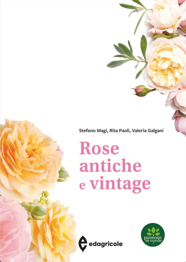 Rose antiche