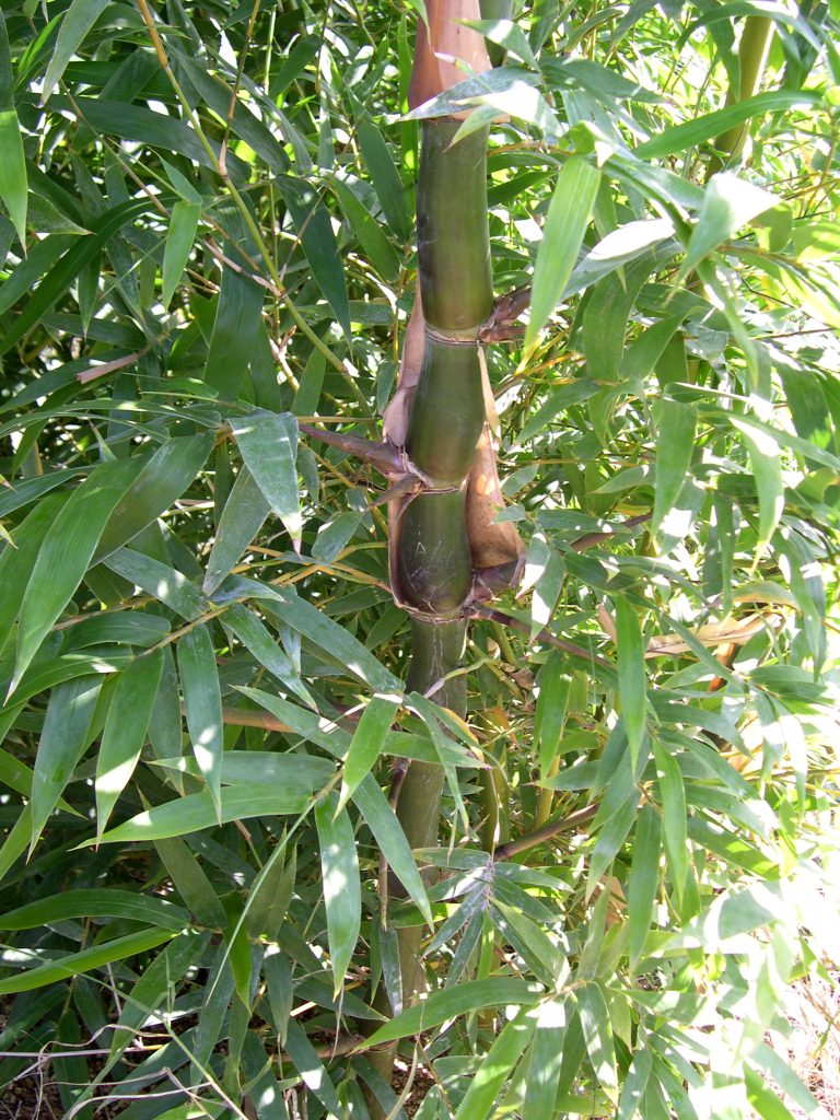 bambù