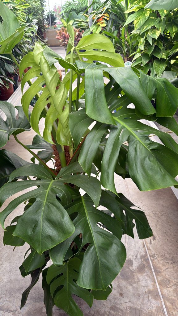 monstera