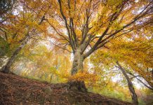 Mostre mercato di giardinaggio in novembre 2025 oasi zegna mostre mercato