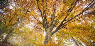 Mostre mercato di giardinaggio in novembre 2025 oasi zegna mostre mercato