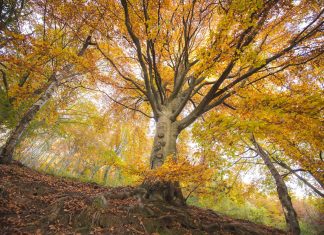 oasi zegna mostre mercato