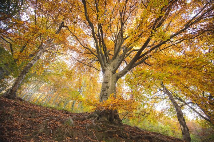 oasi zegna mostre mercato