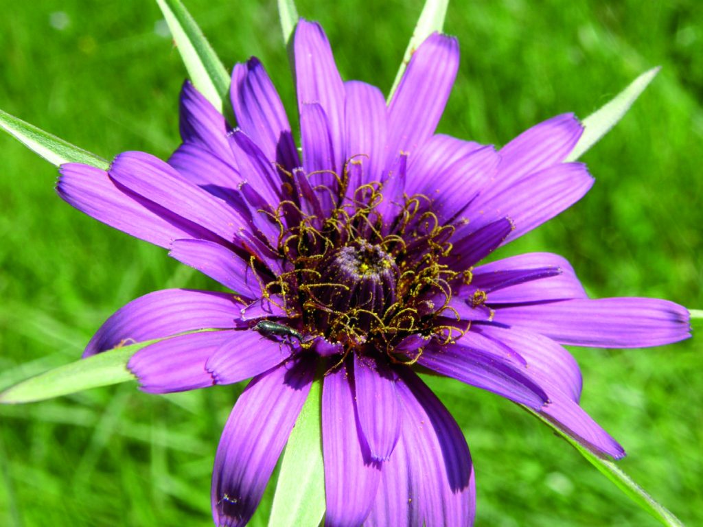 scorzonera scorzobianca