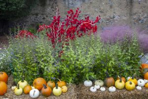tre giorni per il giardino mostre mercato