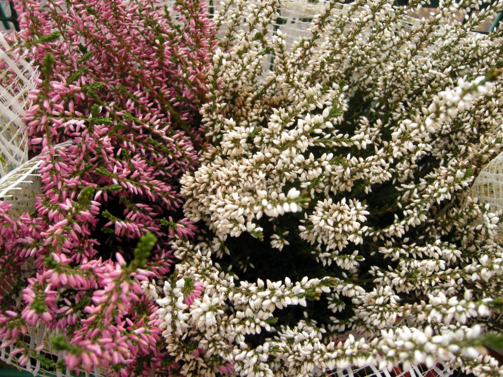 calluna