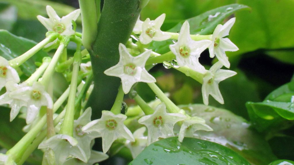 cestrum