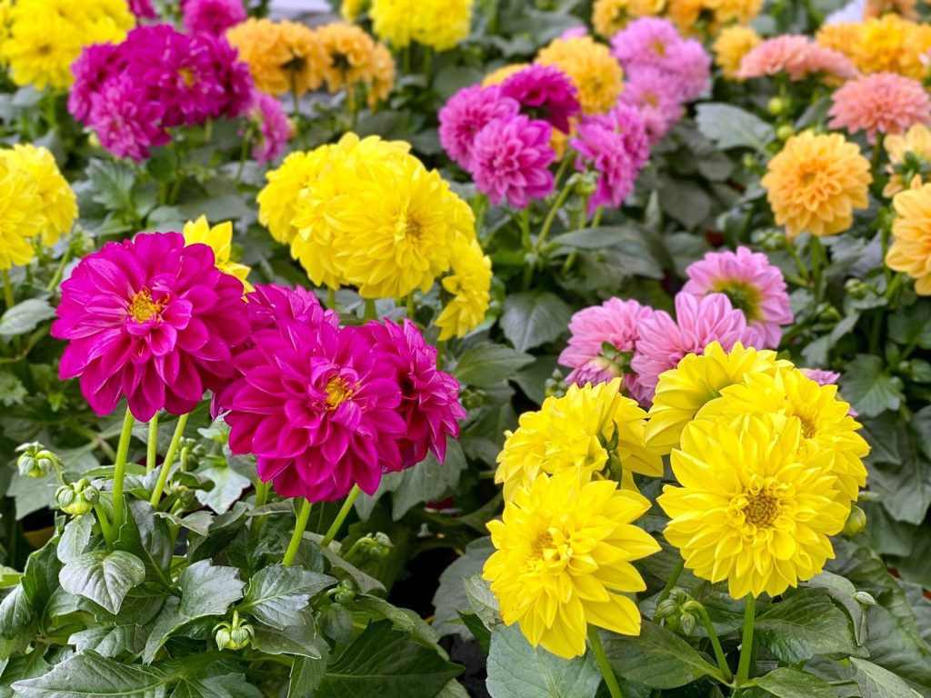 dalia