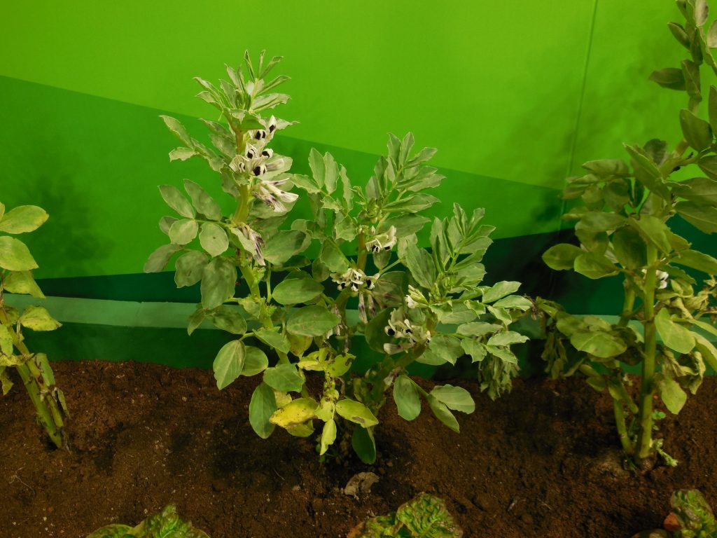 fava
