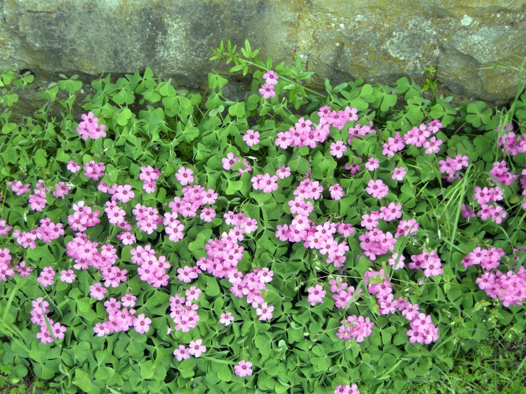 oxalis